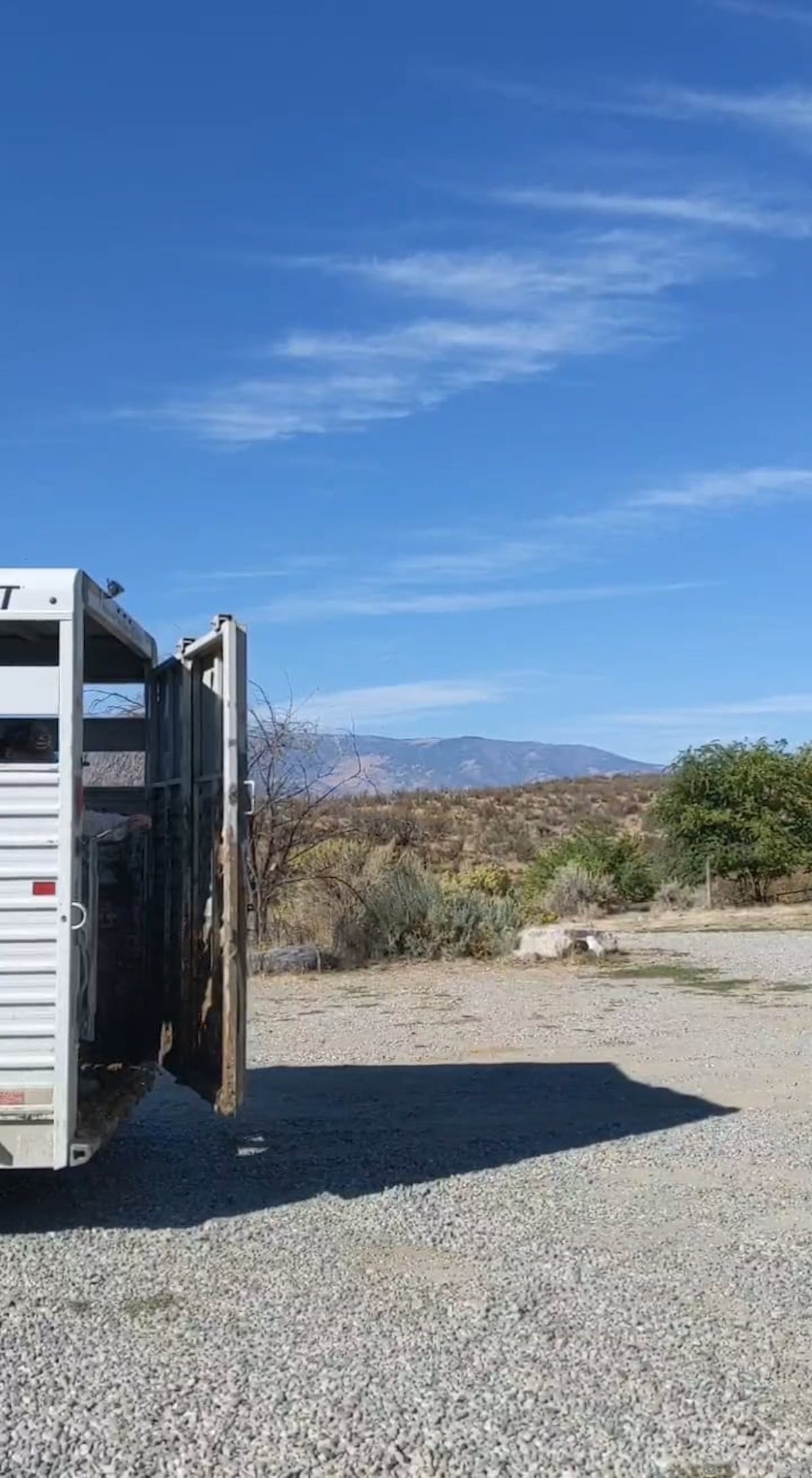 chevaux remorque