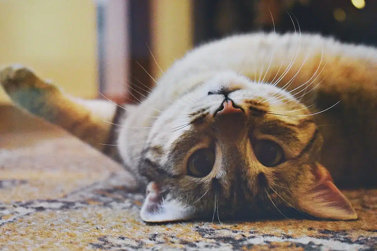 chat  hygiène