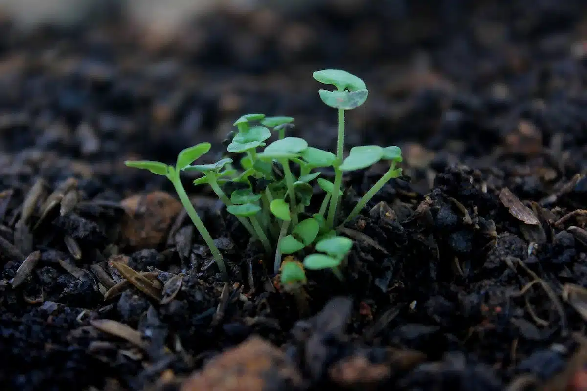 compost  organique