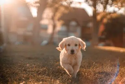 Éleveurs : quelle cage acheter pour ses chiens ?