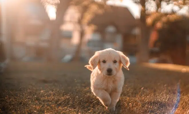 Éleveurs : quelle cage acheter pour ses chiens ?