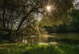 a body of water with trees around it