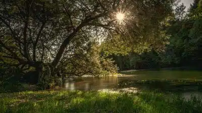 a body of water with trees around it