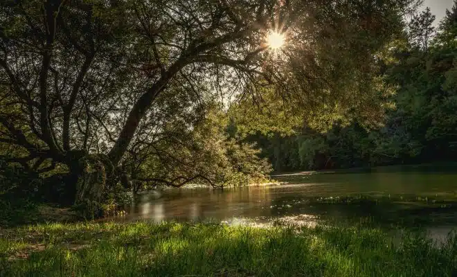 a body of water with trees around it