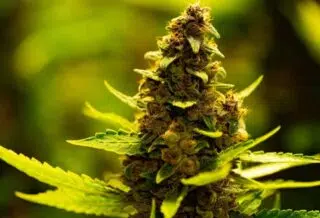 fleurs de CBD