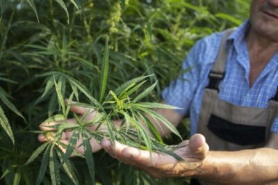 Où acheter vos produits de CBD