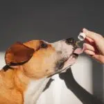 Pourquoi donner du CBD à votre chien