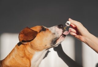 Pourquoi donner du CBD à votre chien