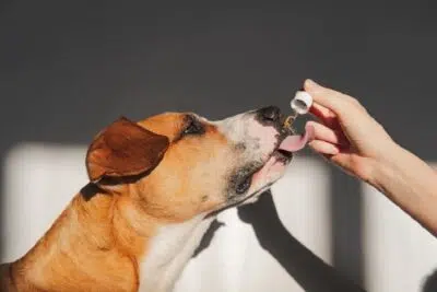 Pourquoi donner du CBD à votre chien