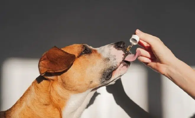 Pourquoi donner du CBD à votre chien