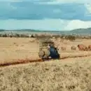 un safari en Tanzanie