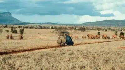 un safari en Tanzanie