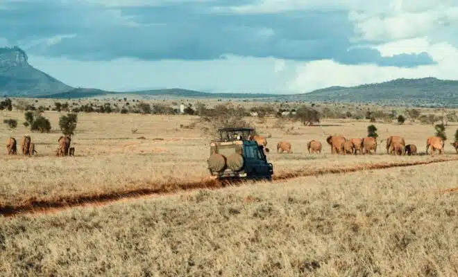 un safari en Tanzanie