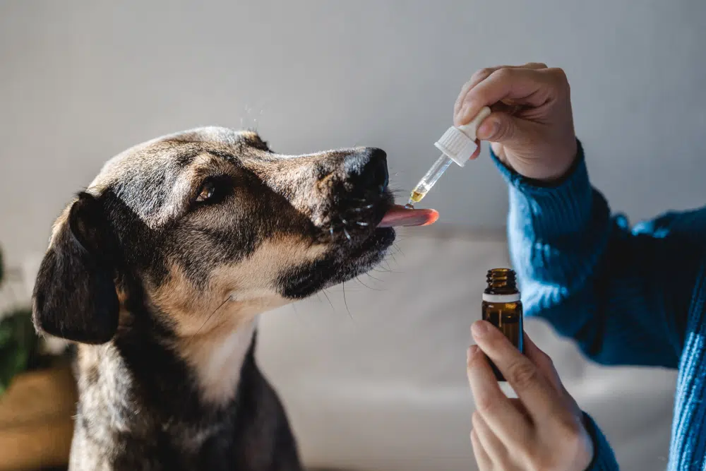 donner du CBD à votre chien 