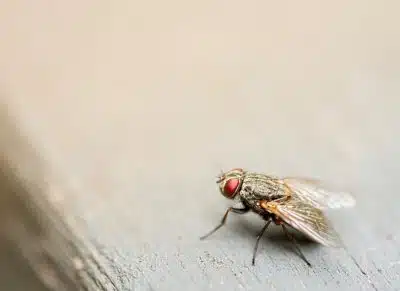 Éloignez les mouches grâce à ces plantes !