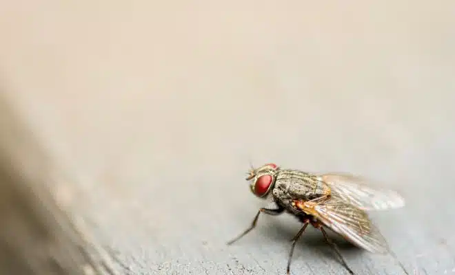 Éloignez les mouches grâce à ces plantes !