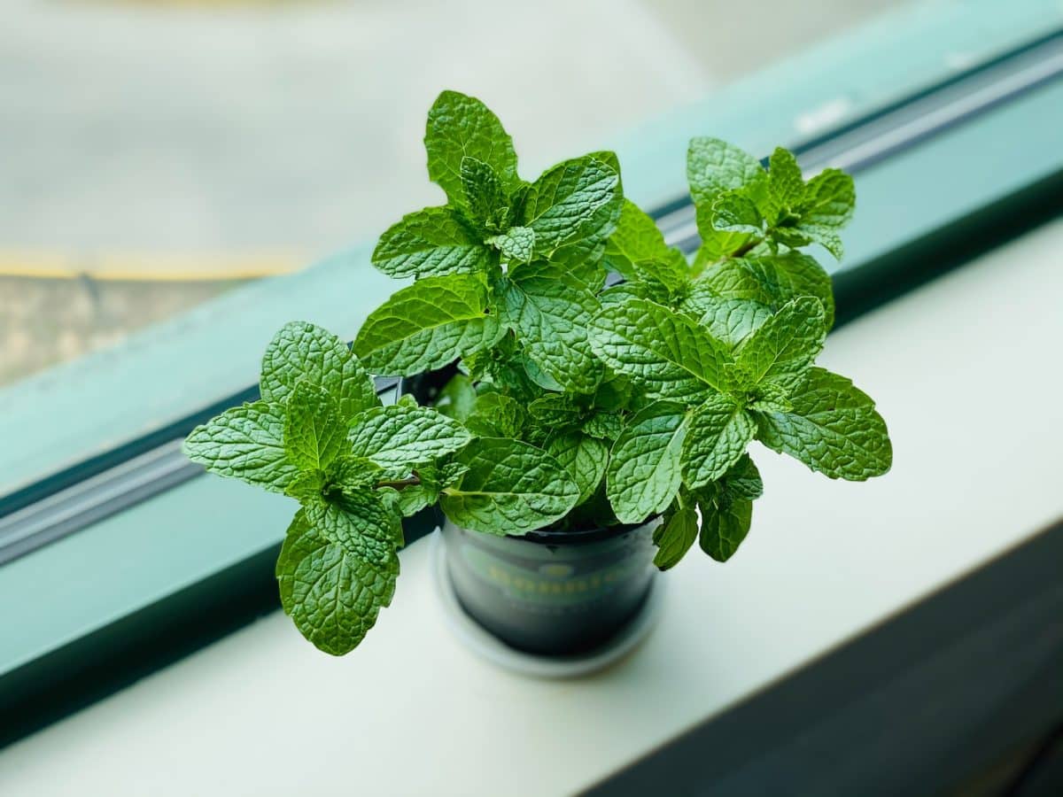 Éloignez les mouches grâce à ces plantes ! 