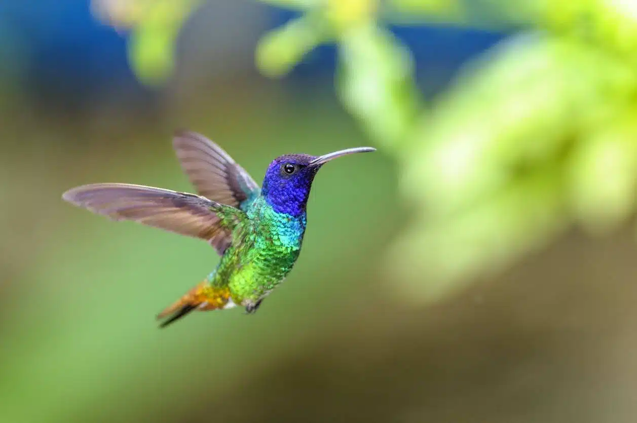 photographie animalière