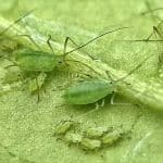 lutter naturellement contre les pucerons