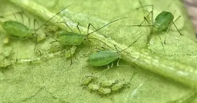 lutter naturellement contre les pucerons