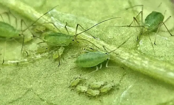 lutter naturellement contre les pucerons